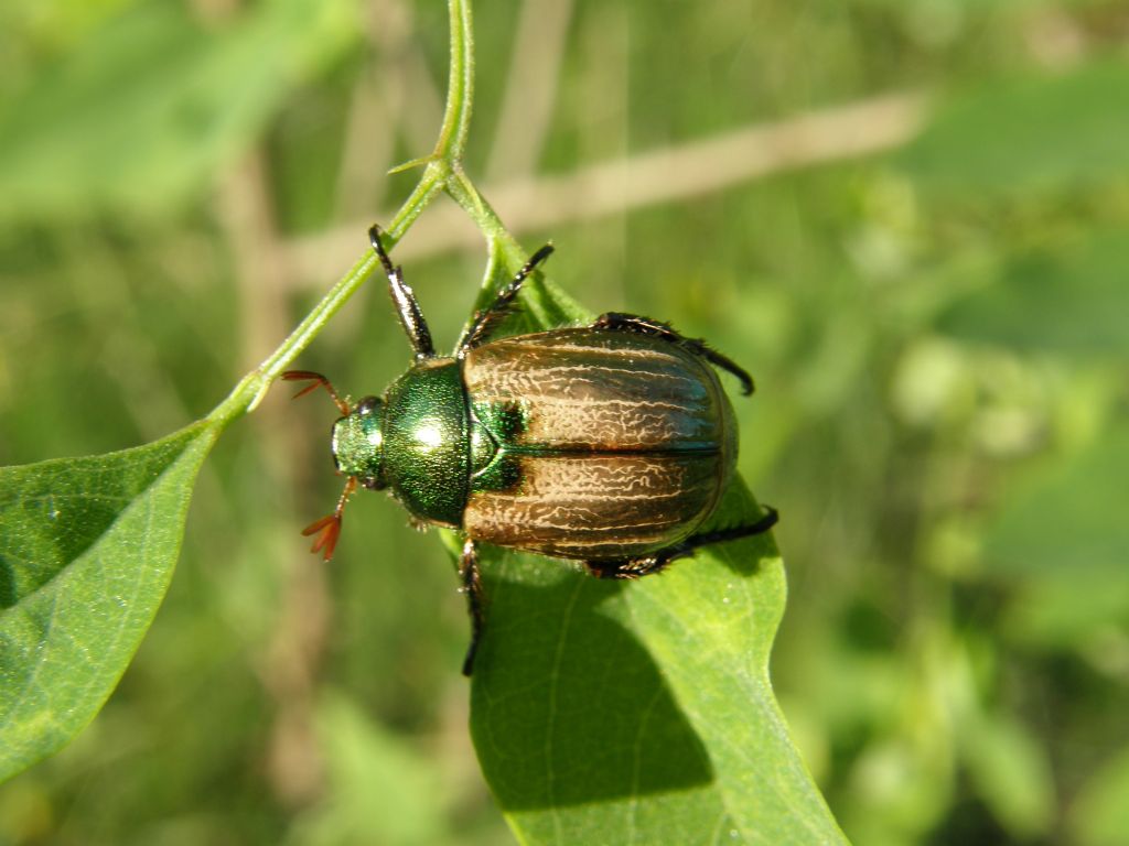 Rutelidae: Mimela junii